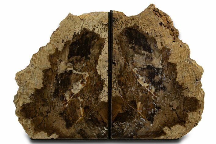 Tall Petrified Wood (Fraxinus) Bookends - McDermitt, Oregon #338266